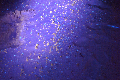 Crude Oil Beach cleanup with a UV Spotlight