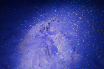 Crude Oil on Beach sand under UV Light